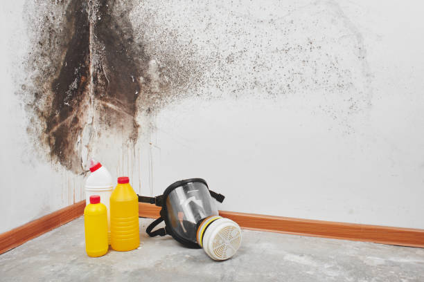 Best Attic Mold Removal  in Washington Park, IL