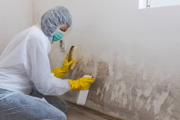 Best Mold Remediation  in Washington Park, IL