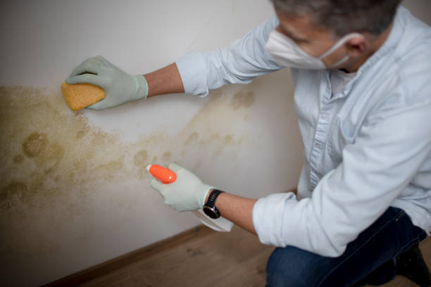 Best Office Mold Removal Services  in Washington Park, IL