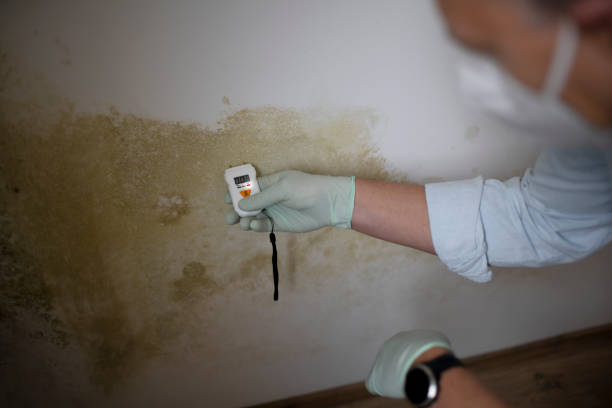 Best Attic Mold Removal  in Washington Park, IL