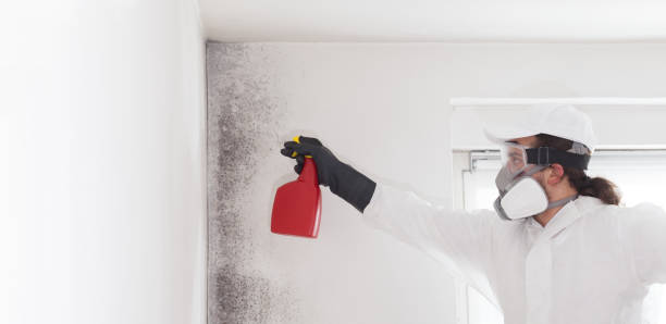 Best Mold Removal Company Near Me  in Washington Park, IL