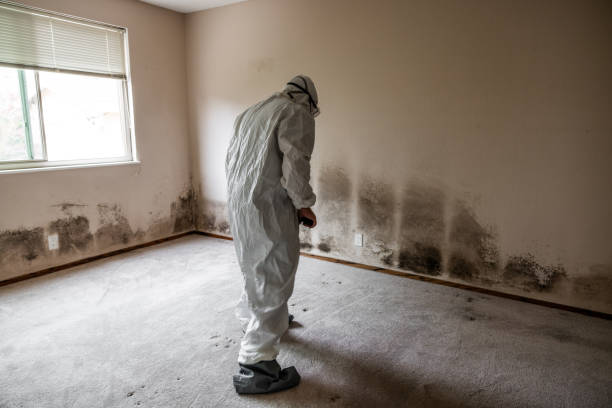 Attic Mold Removal in Washington Park, IL