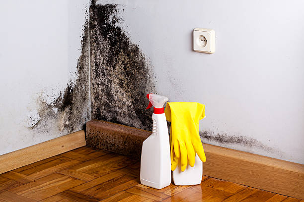 Best Fast Mold Removal  in Washington Park, IL