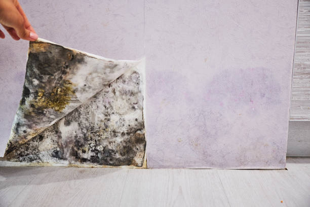 Best Home Mold Removal  in Washington Park, IL